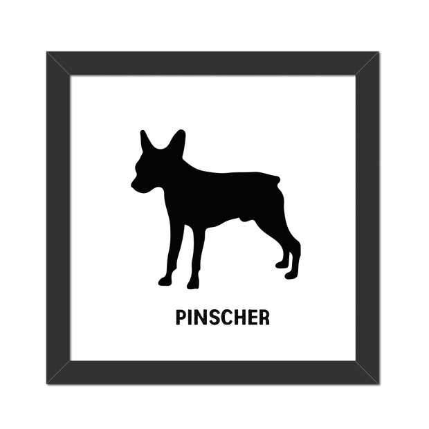 pinscher-brancoo
