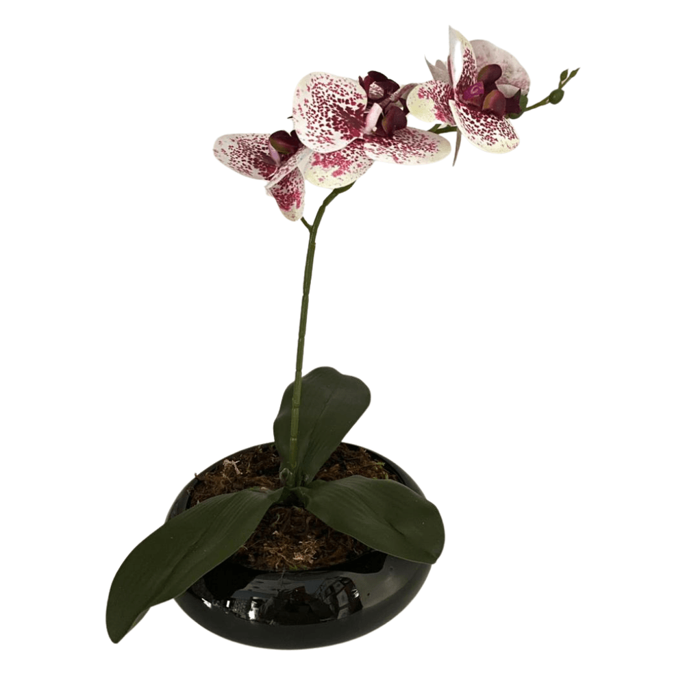 Arranjo Decorativo Orquídea Phalaenopsis Modern - Triakasa